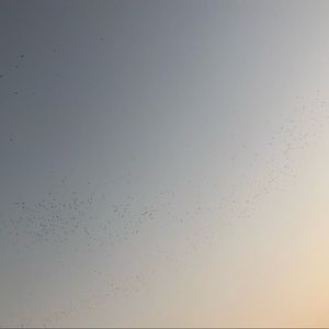 Meet your Posher, Bess